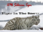 Campagne:Tiger In The Snow